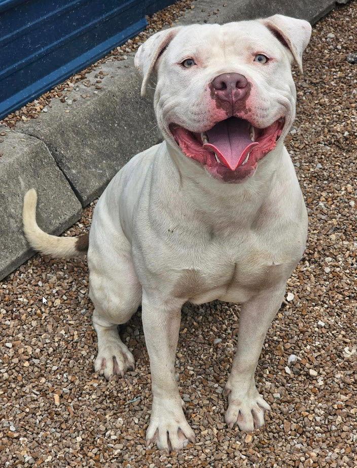 Lucious, Adoptable, Young Male Pit Bull Terrier.