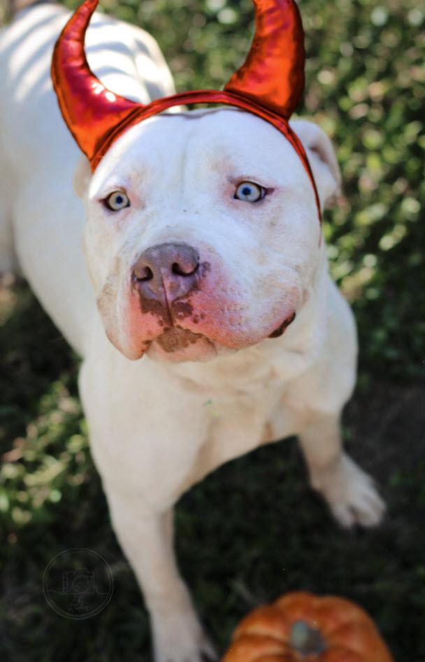 Lucious, Adoptable, Young Male Pit Bull Terrier.