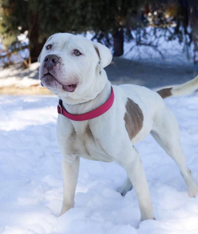 Enlarge Lucious, a Adoptable Pit Bull Terrier in St. Ann, MO image 2/3