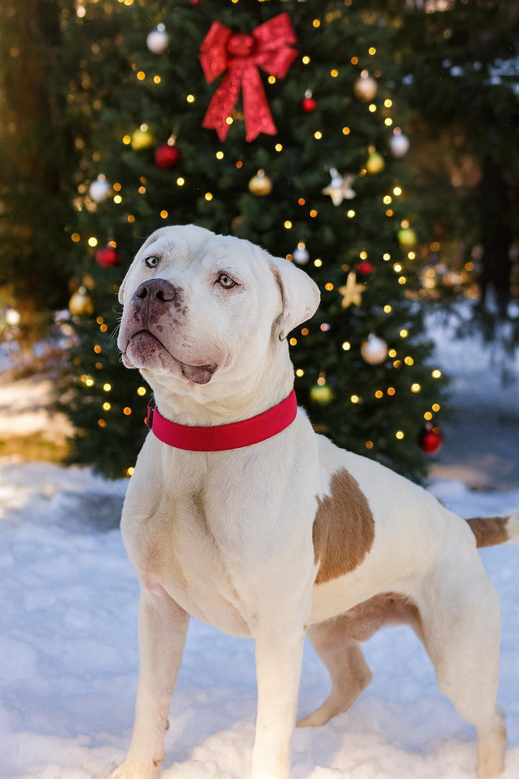 Lucious, a Adoptable Pit Bull Terrier in St. Ann, MO image 2/3
