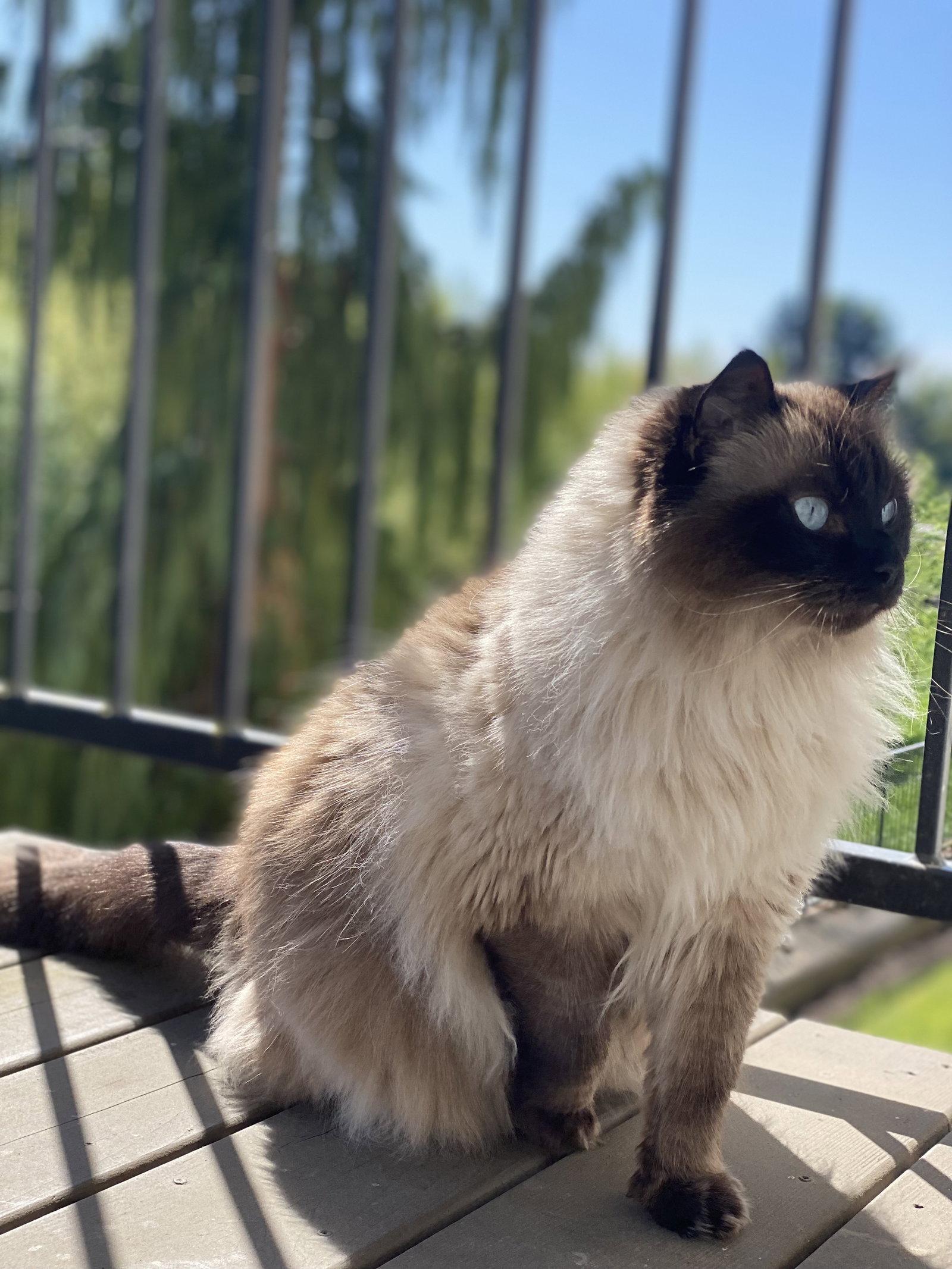 MIKKO #1879 - Offered by Owner - Purebred Ragdoll, Adoptable, Adult Female Ragdoll.
