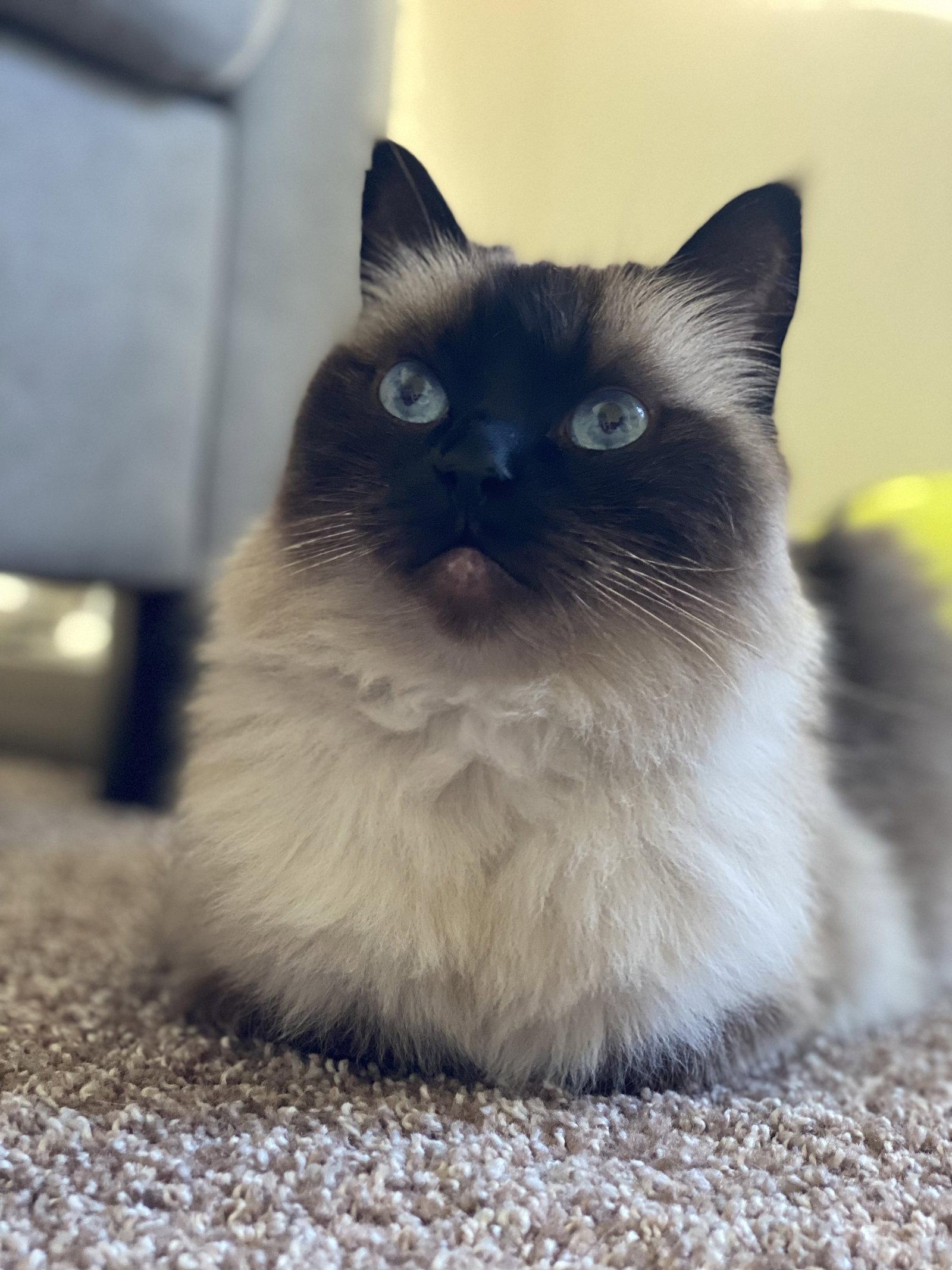 MIKKO #1879 - Offered by Owner - Purebred Ragdoll, a Adoptable Ragdoll in Hillsboro, OR image 2/3