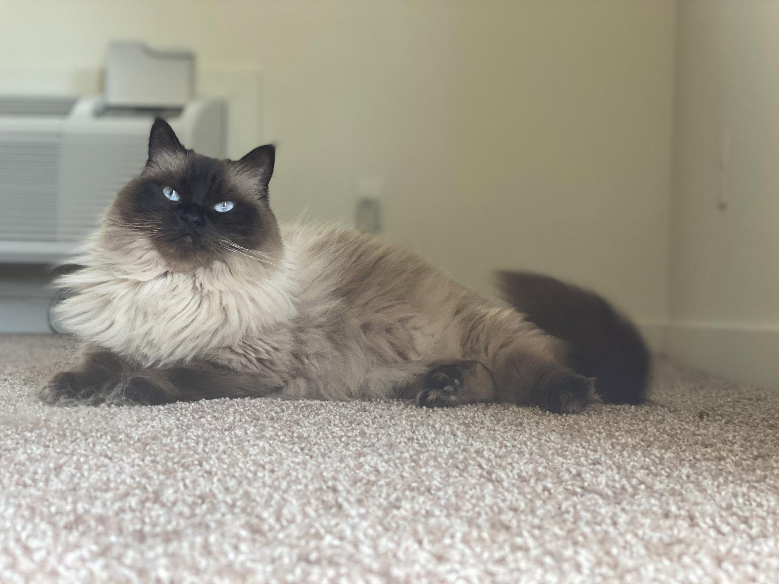 MIKKO #1879 - Offered by Owner - Purebred Ragdoll, a Adoptable Ragdoll in Hillsboro, OR image 3/3