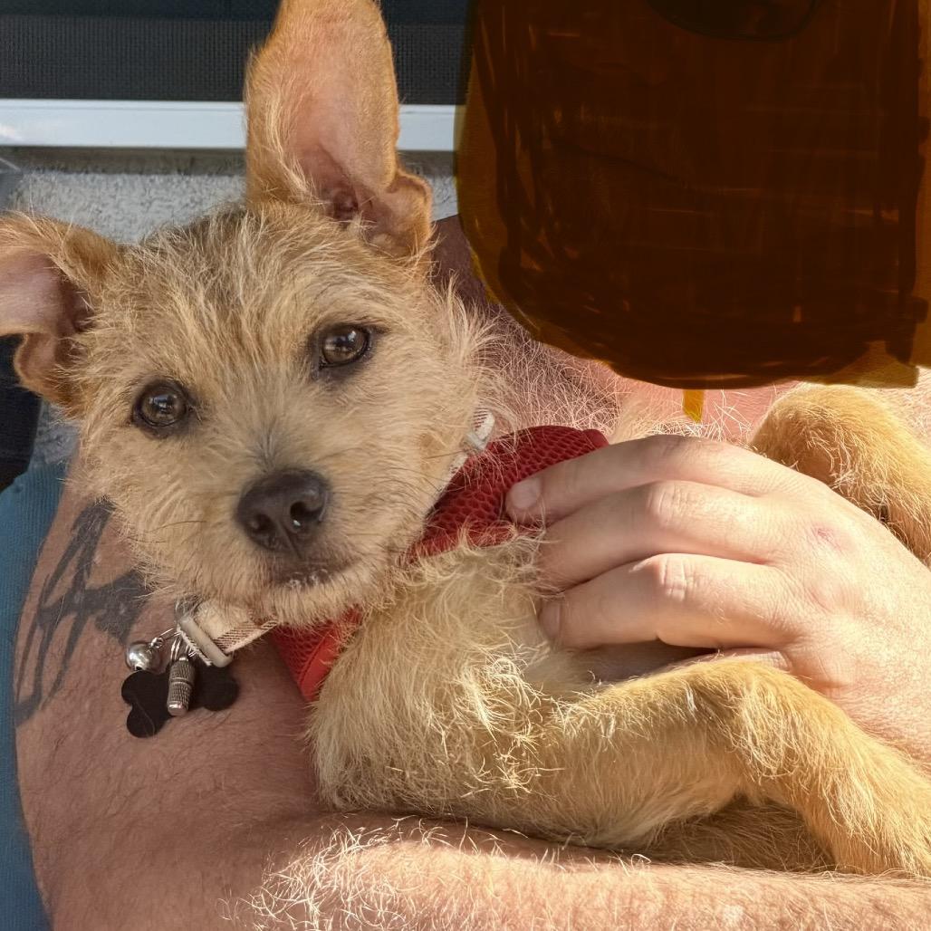 Enlarge Roland, a Adoptable mixed breed in Las Vegas, NV image 2/5