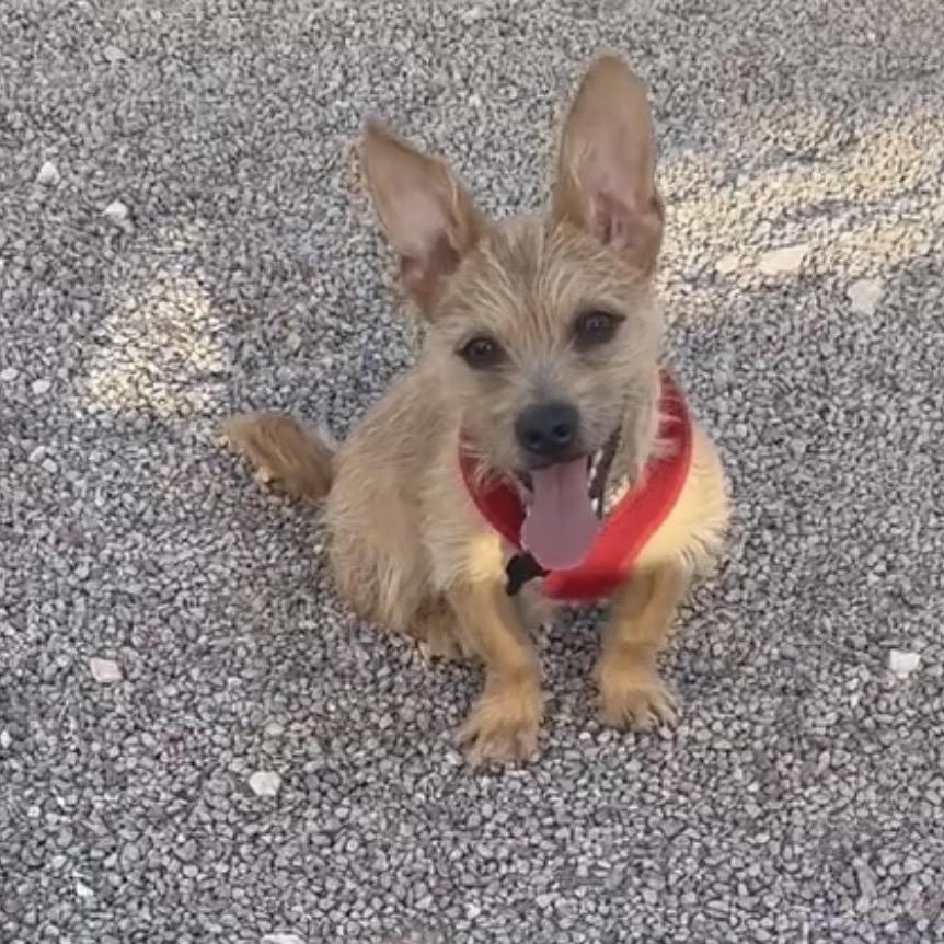 Roland, Adoptable, Young Male Terrier & Mixed Breed.