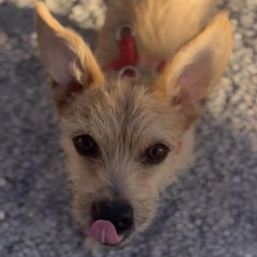 Enlarge Roland, a Adoptable mixed breed in Las Vegas, NV image 2/6