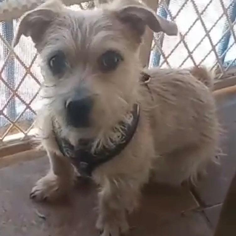 Enlarge Roland, a Adoptable mixed breed in Las Vegas, NV image 3/5