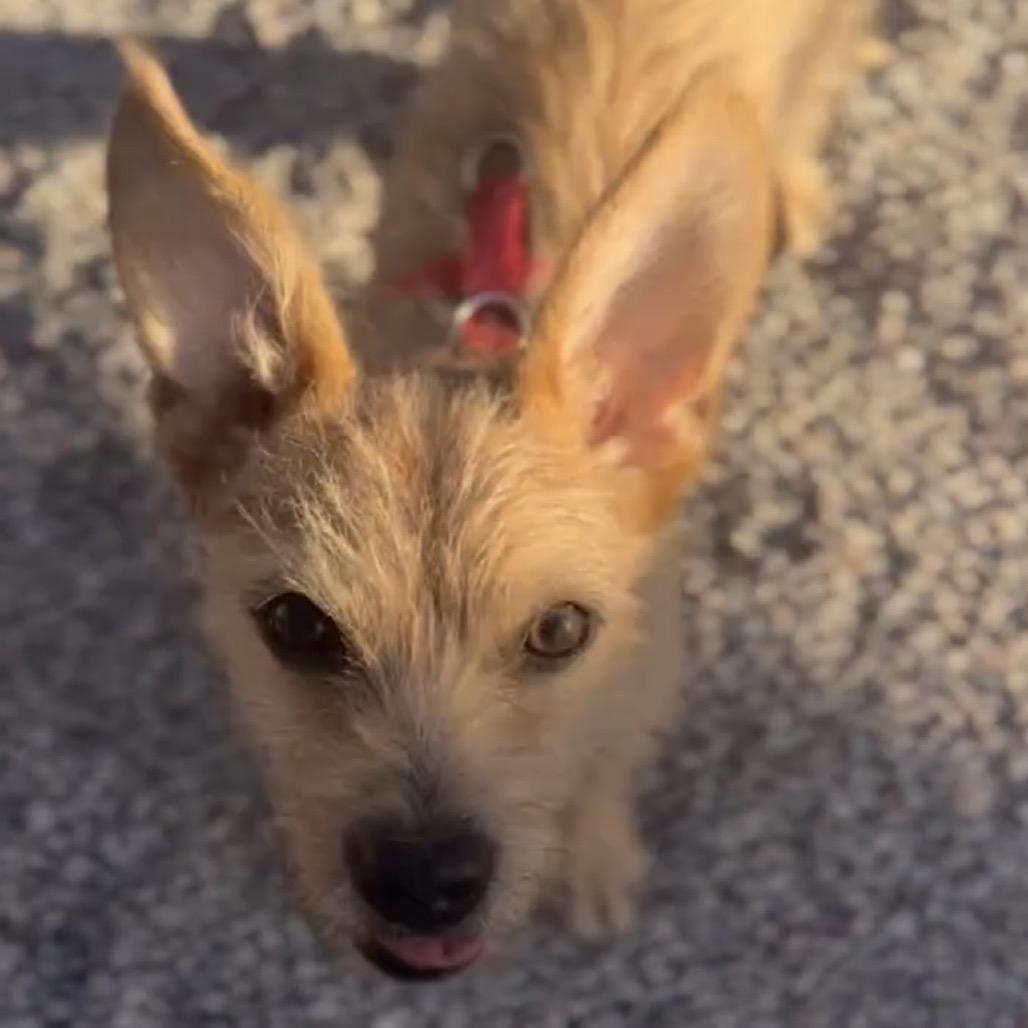 Enlarge Roland, a Adoptable mixed breed in Las Vegas, NV image 4/6