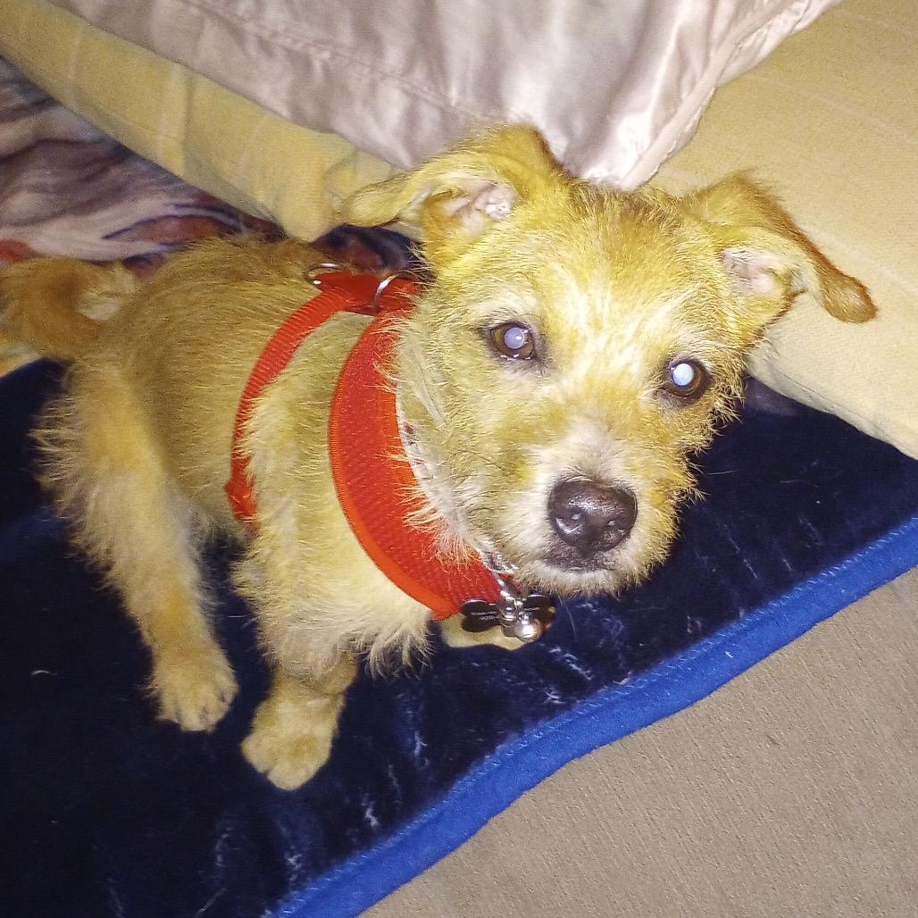 Enlarge Roland, a Adoptable mixed breed in Las Vegas, NV image 5/5