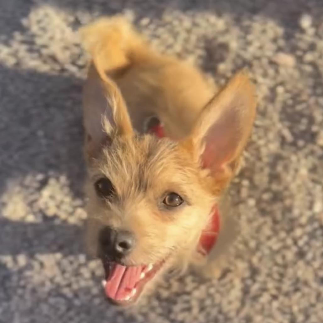 Enlarge Roland, a Adoptable mixed breed in Las Vegas, NV image 5/6