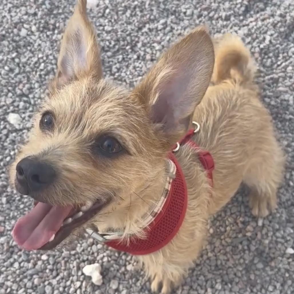 Enlarge Roland, a Adoptable mixed breed in Las Vegas, NV image 6/6