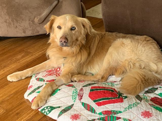 OLIVER, Adopted, Senior Male Golden Retriever.