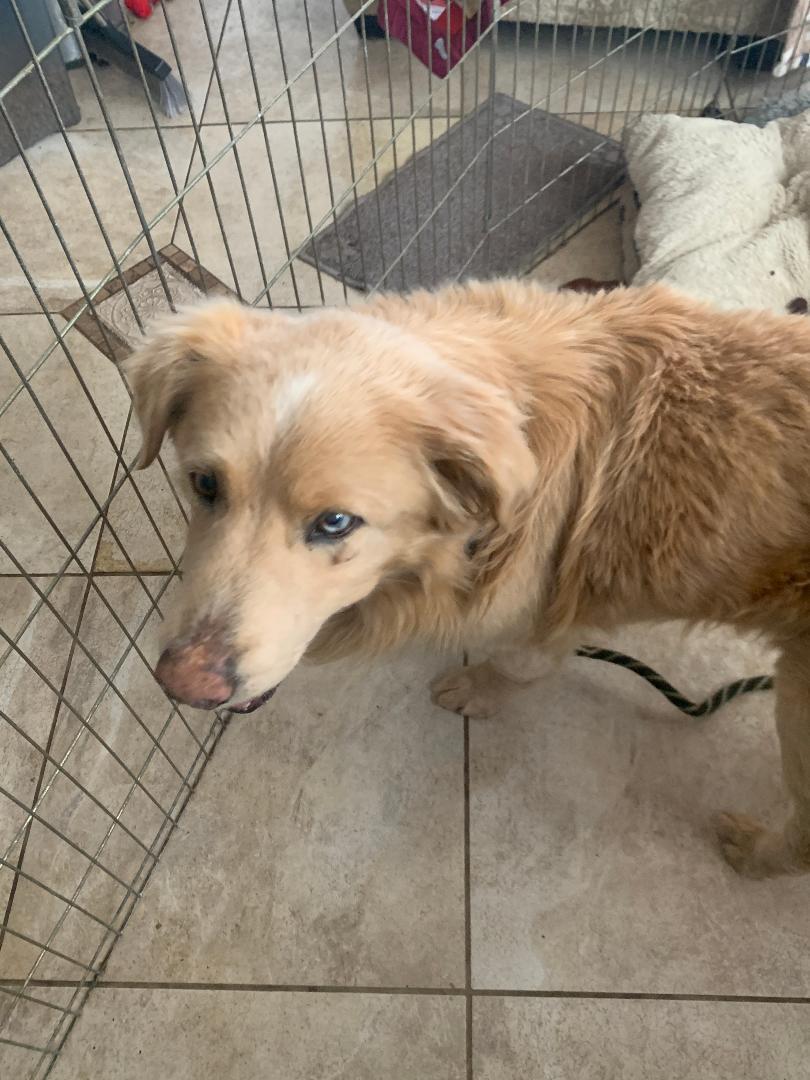 Enlarge OLIVER, a Adopted Golden Retriever in Cary, NC image 2/2