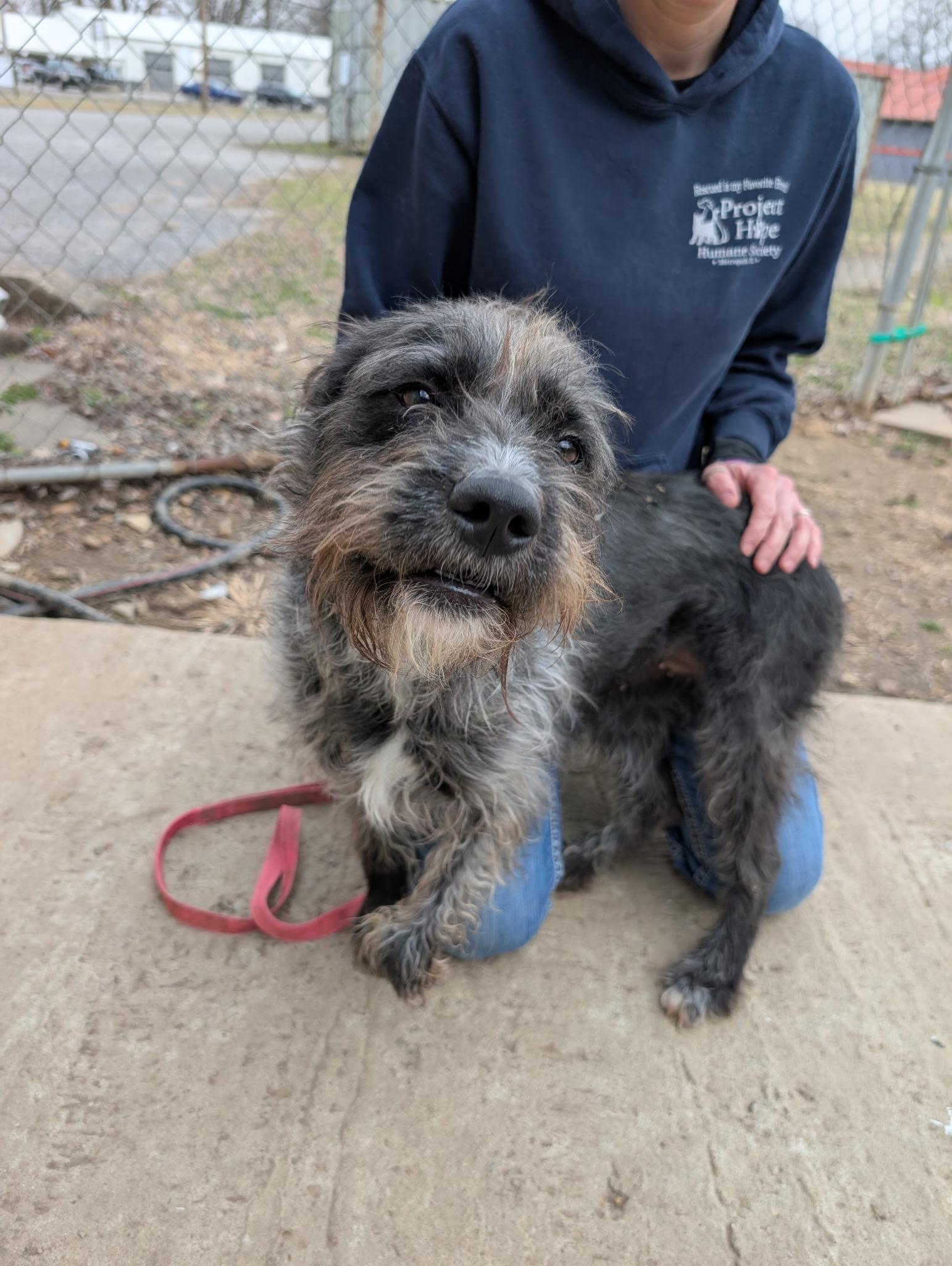 Rosa, a ADOPTABLE mixed breed in Metropolis, IL image 1/4