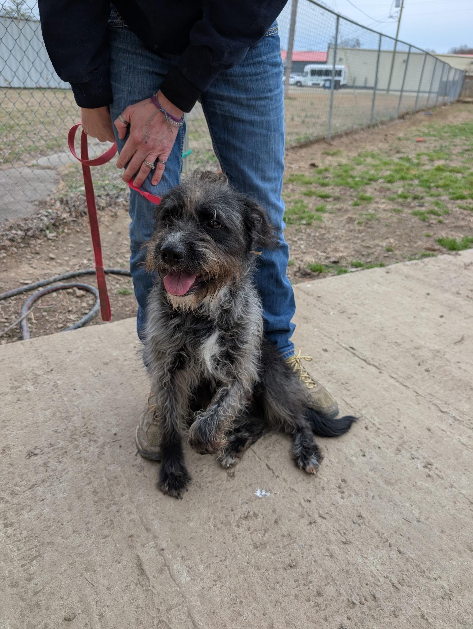 Rosa, a ADOPTABLE mixed breed in Metropolis, IL image 2/4