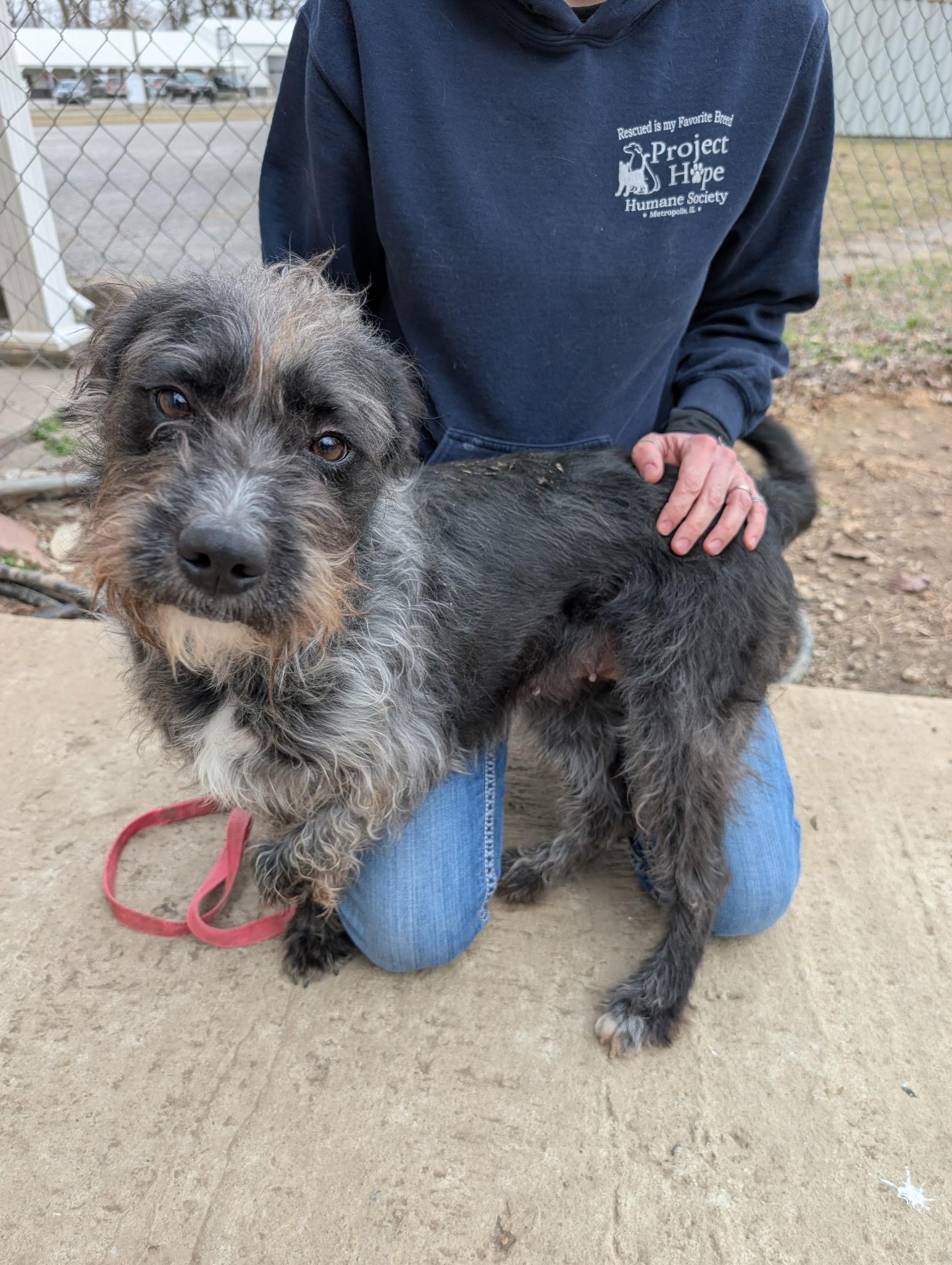 Rosa, a ADOPTABLE mixed breed in Metropolis, IL image 3/4