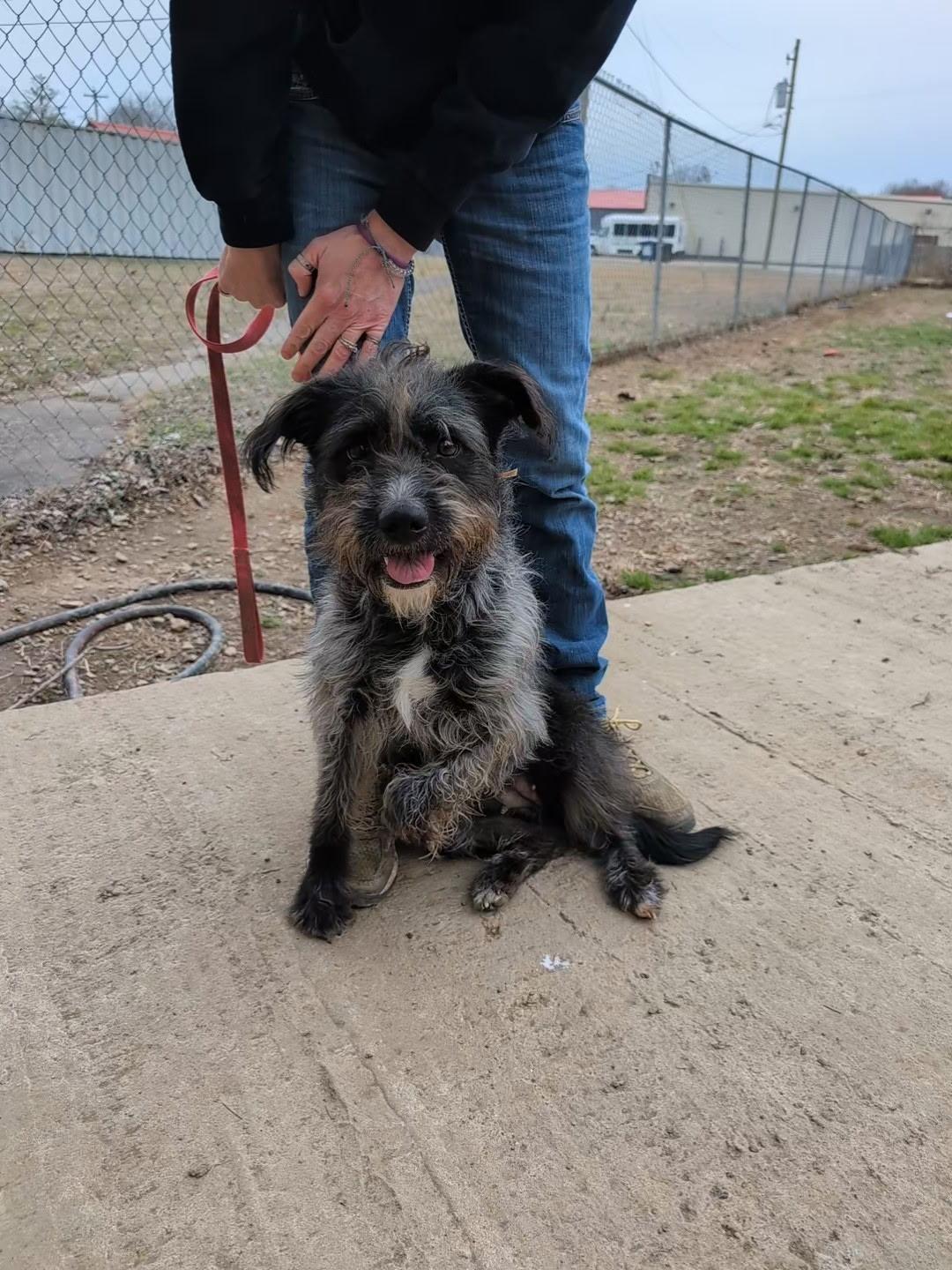 Rosa, a ADOPTABLE mixed breed in Metropolis, IL image 4/4