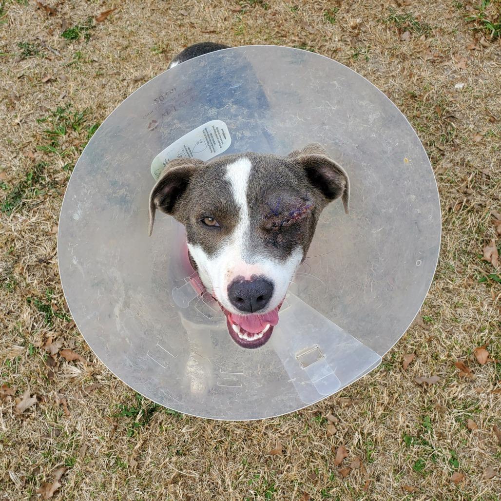 Enlarge Stella, a Adoptable Mixed Breed in Denison, TX image 1/5