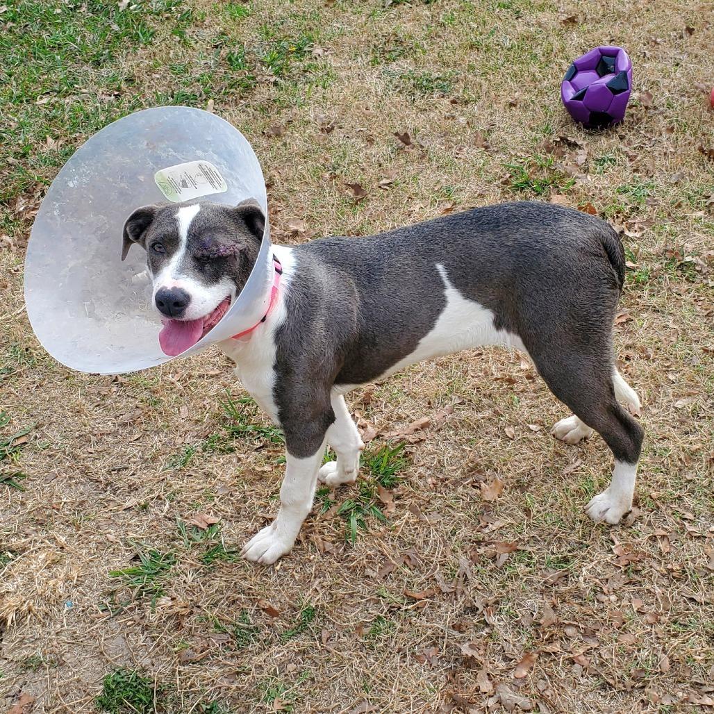 Enlarge Stella, a Adoptable Mixed Breed in Denison, TX image 2/5