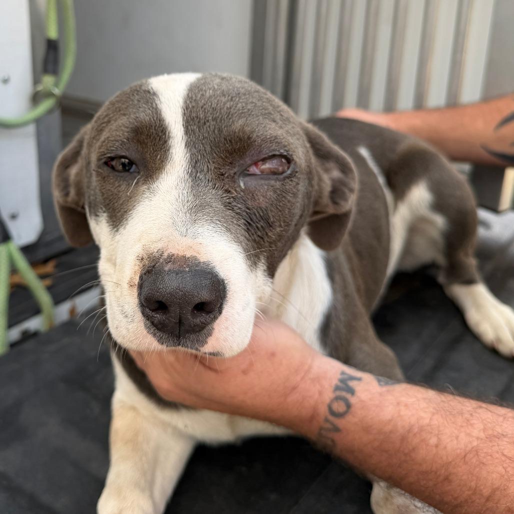 Enlarge Stella, a Adoptable Mixed Breed in Denison, TX image 3/5