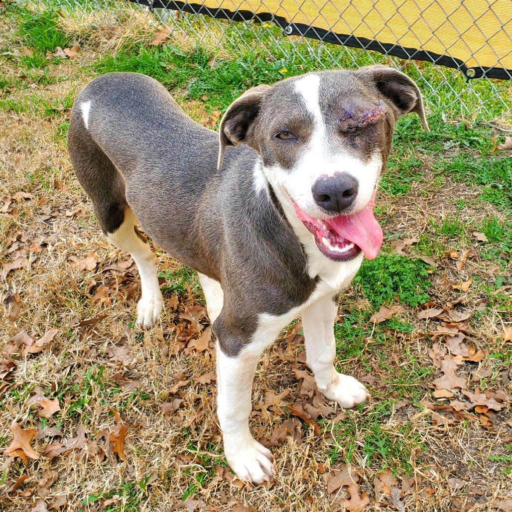 Enlarge Stella, a Adoptable Mixed Breed in Denison, TX image 4/5