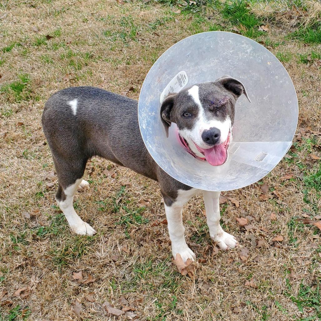 Enlarge Stella, a Adoptable Mixed Breed in Denison, TX image 5/5
