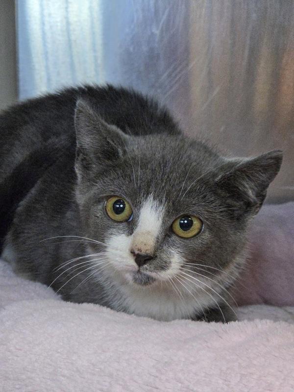 Anastasia, Adoptable, Kitten Female Domestic Short Hair.