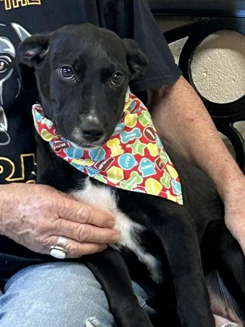 Flower, ADOPTABLE, Young Female Black Labrador Retriever.