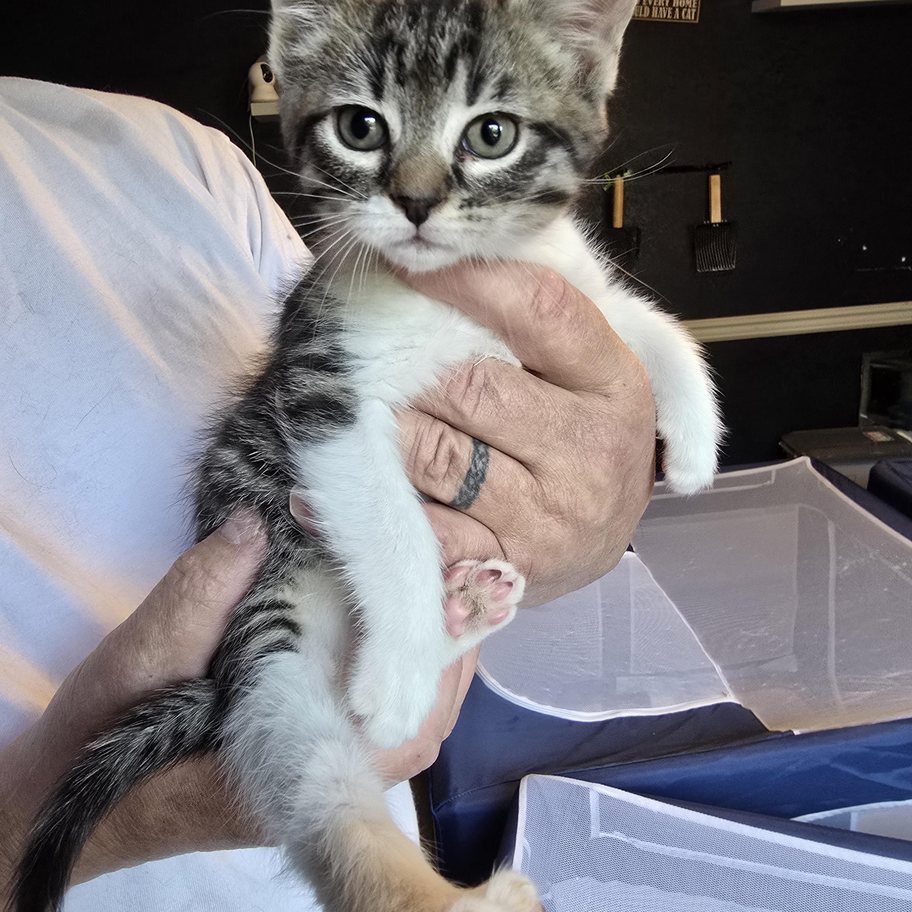 Tater, an adoptable Tabby in Lacey, WA image 3/4