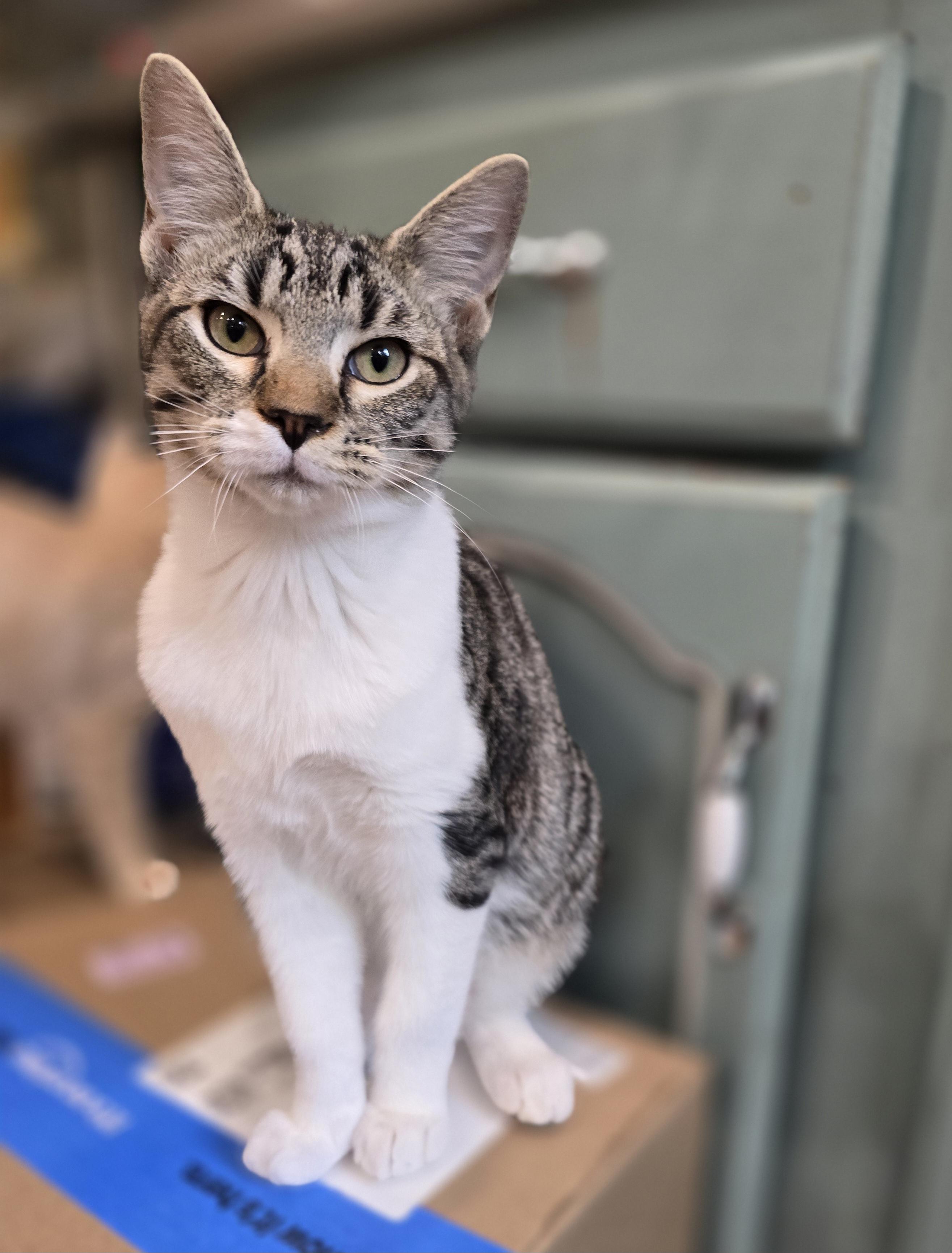 Tater, adoptable, Kitten Female Tabby.