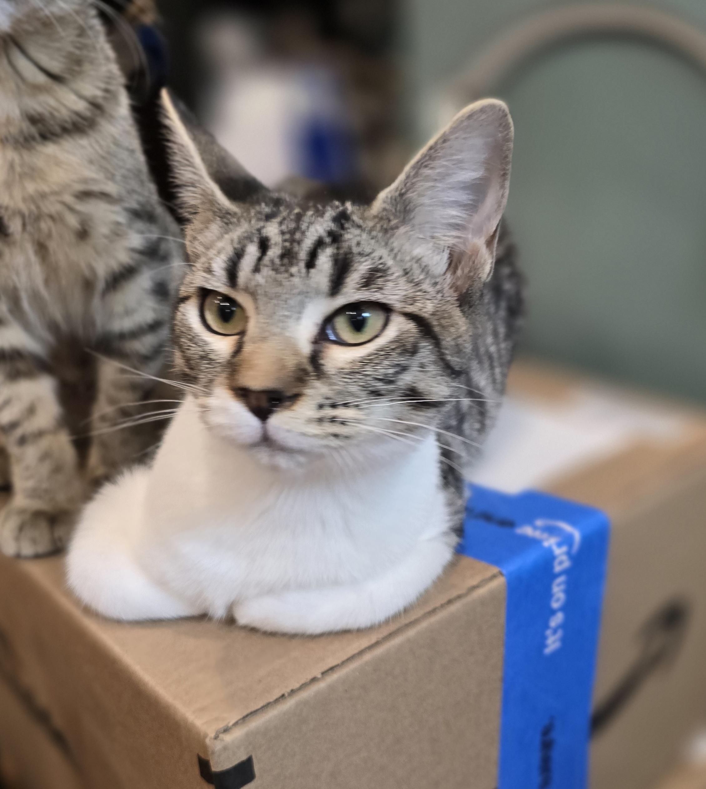 Tater, an adoptable Tabby in Lacey, WA image 2/4