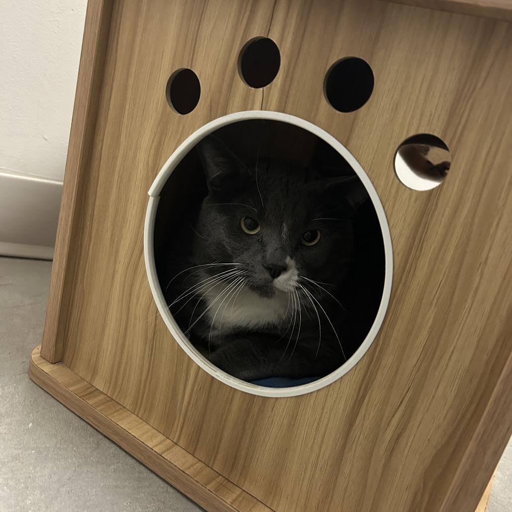 Pippy, Adoptable, Adult Male Domestic Short Hair.