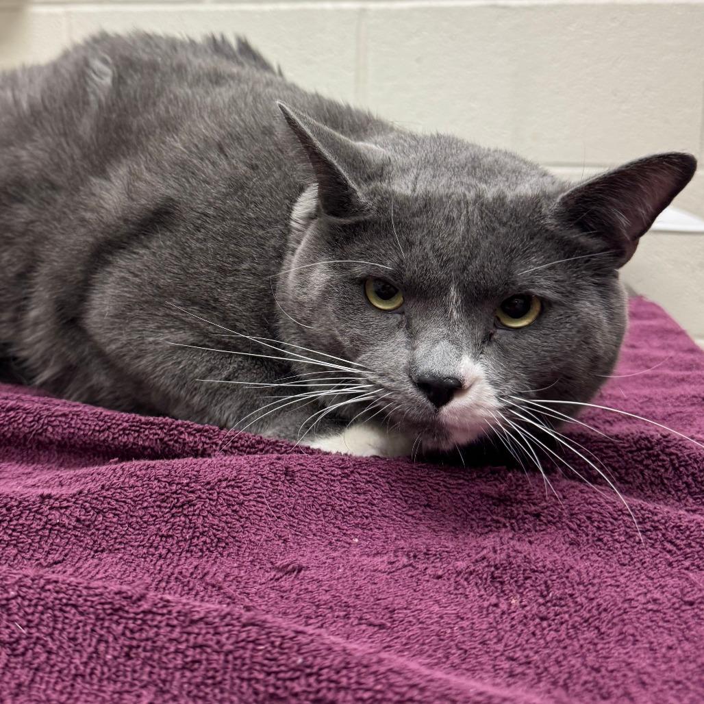 Pippy, a Adoptable Domestic Short Hair in Murray, UT image 2/3