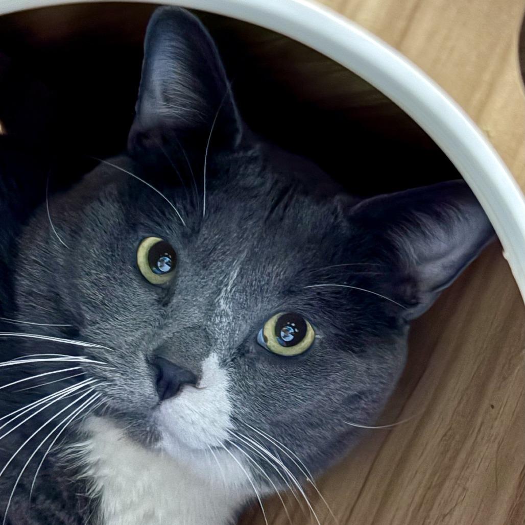 Pippy, a Adoptable Domestic Short Hair in Murray, UT image 3/3