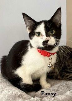 Pansy: Bonded with Pippa, Adoptable, Young Female Domestic Short Hair.