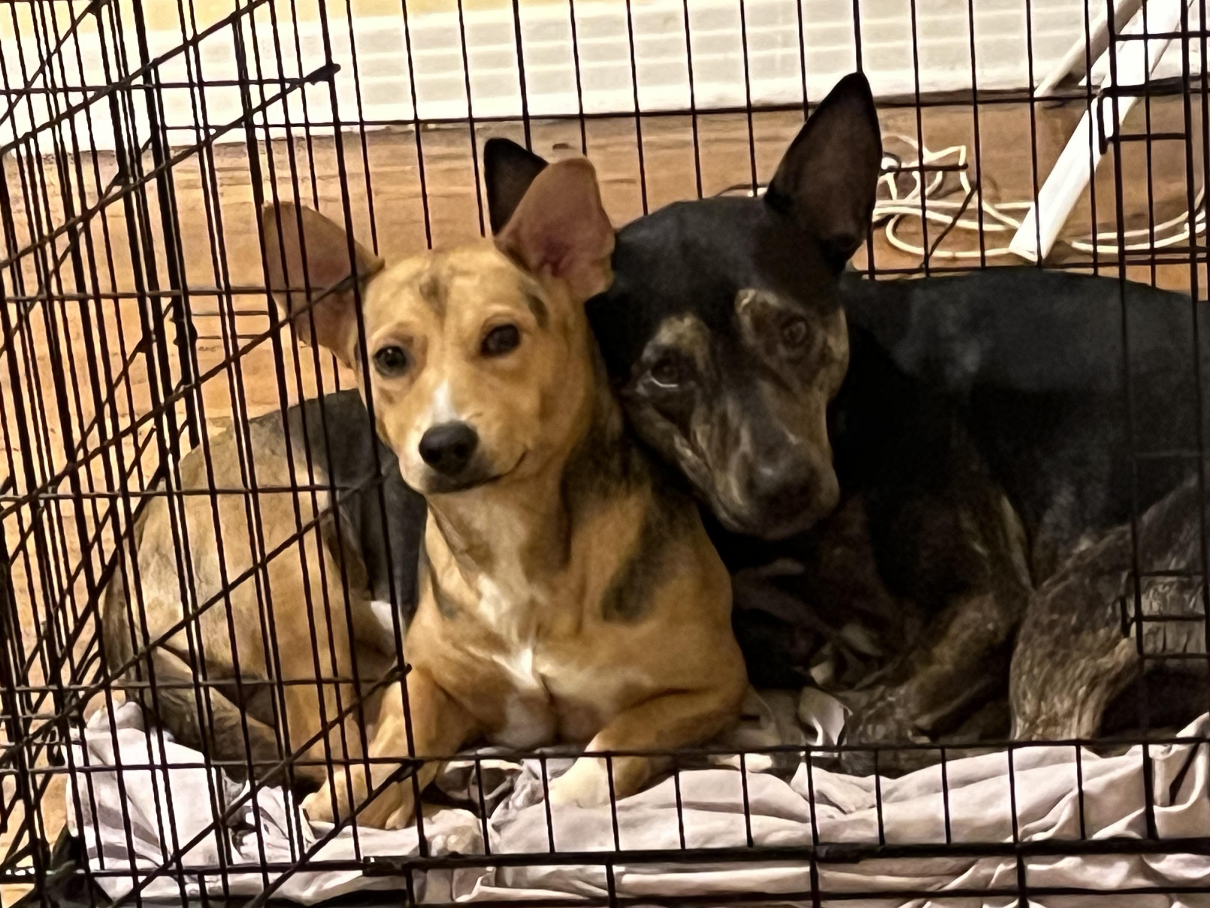 Enlarge Toby, Mr. Cutie Patootie, a Adoptable mixed breed in Colorado Springs, CO image 3/6