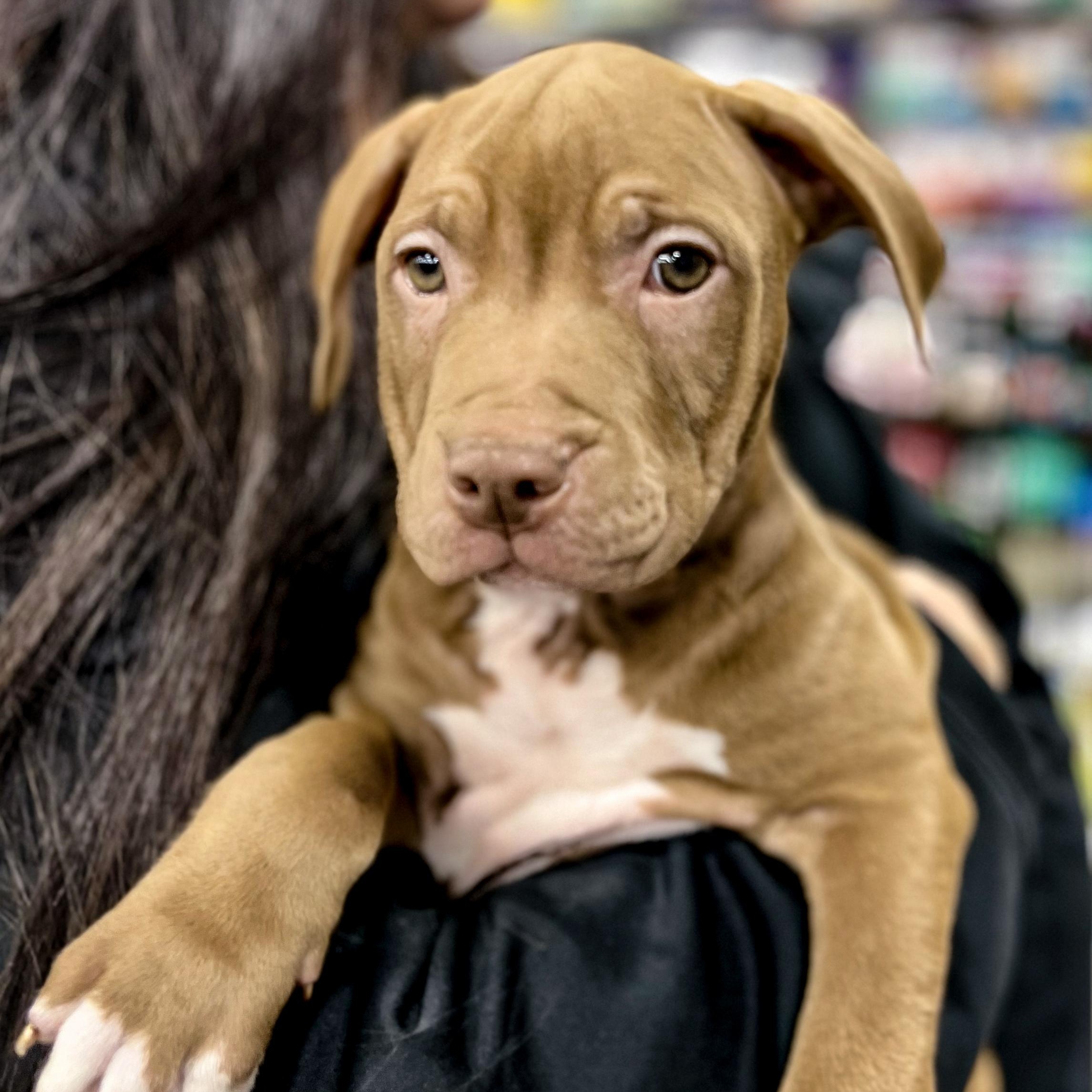 WALLIE - Needs a foster/forever Home!