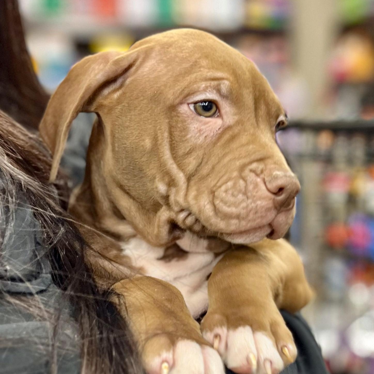 WALLIE - Needs a foster/forever Home! — thumbnail 2