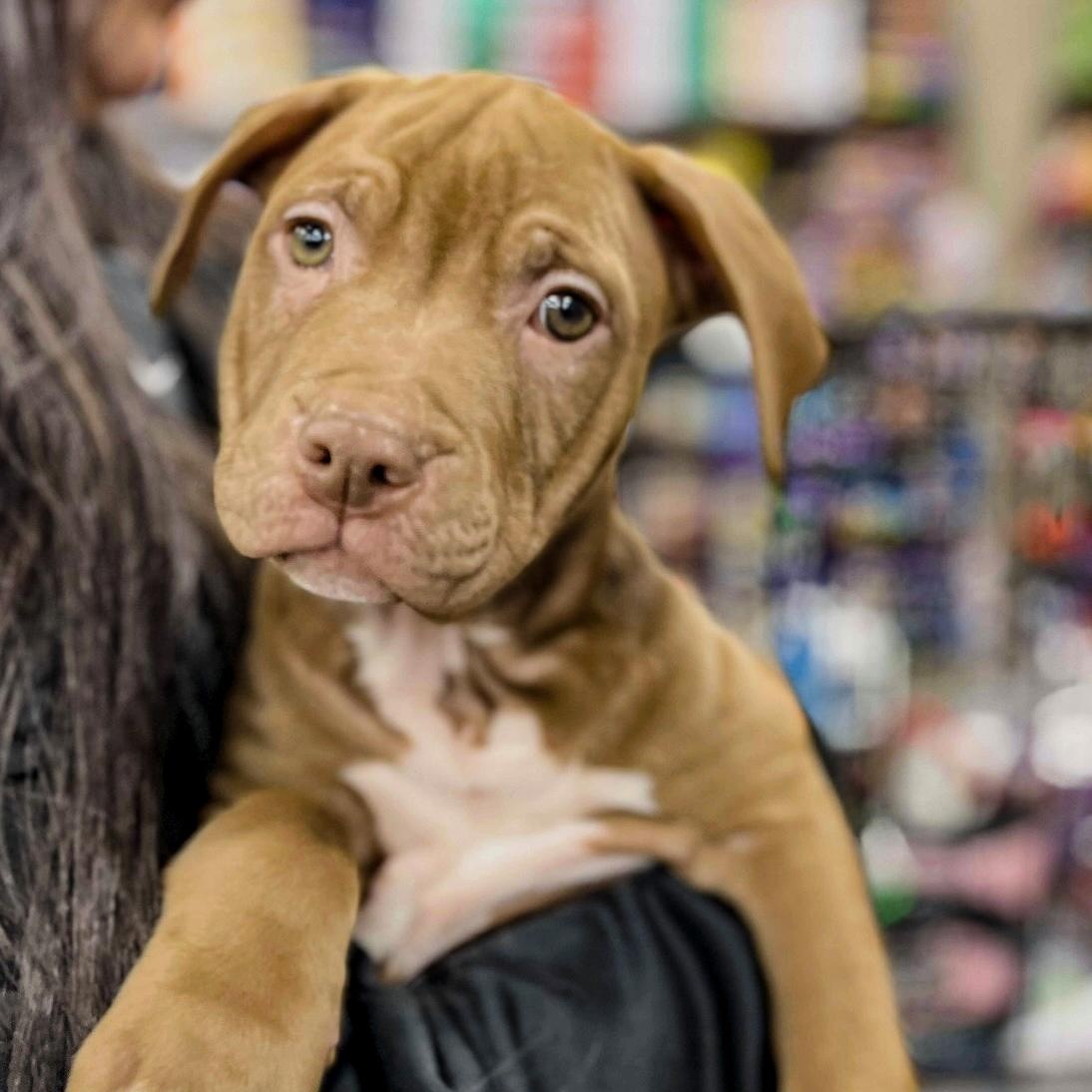 WALLIE - Needs a foster/forever Home! — thumbnail 4