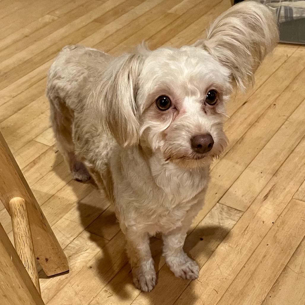 Tiana, Adoptable, Adult Female Maltese & Poodle.