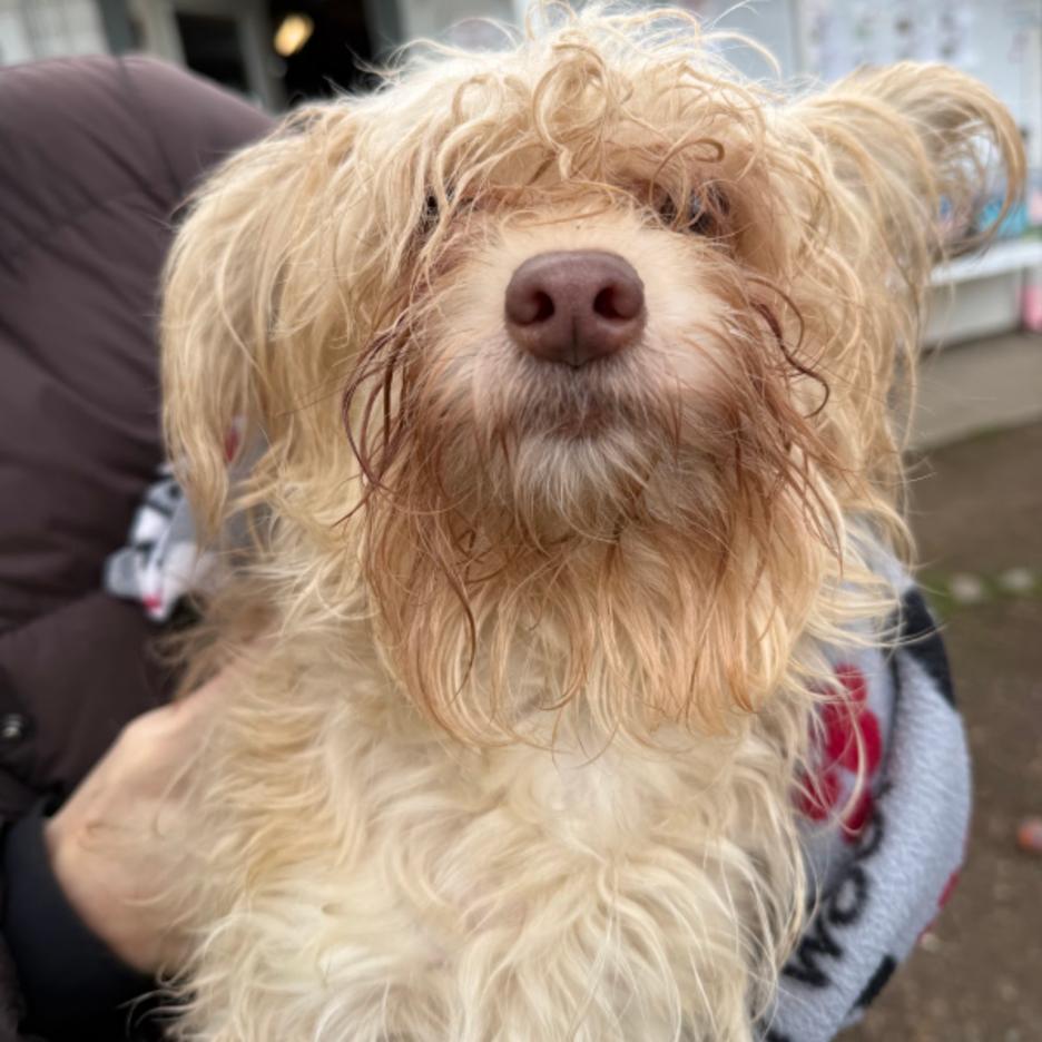 Enlarge Tiana, a Adoptable mixed breed in Sonoma, CA image 2/6