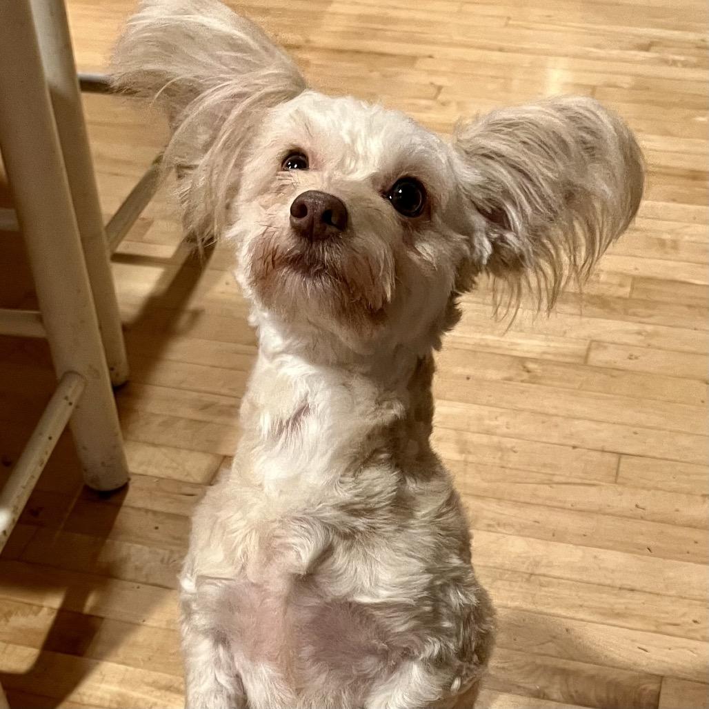 Enlarge Tiana, a Adoptable mixed breed in Sonoma, CA image 3/6