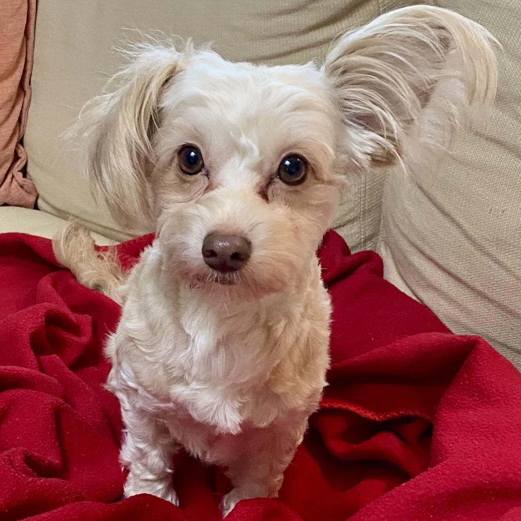 Enlarge Tiana, a Adoptable mixed breed in Sonoma, CA image 4/6