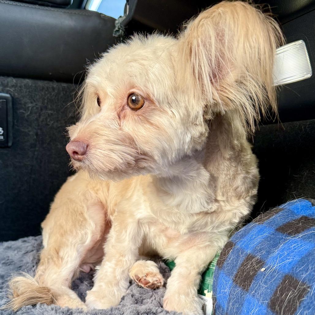 Enlarge Tiana, a Adoptable mixed breed in Sonoma, CA image 5/6