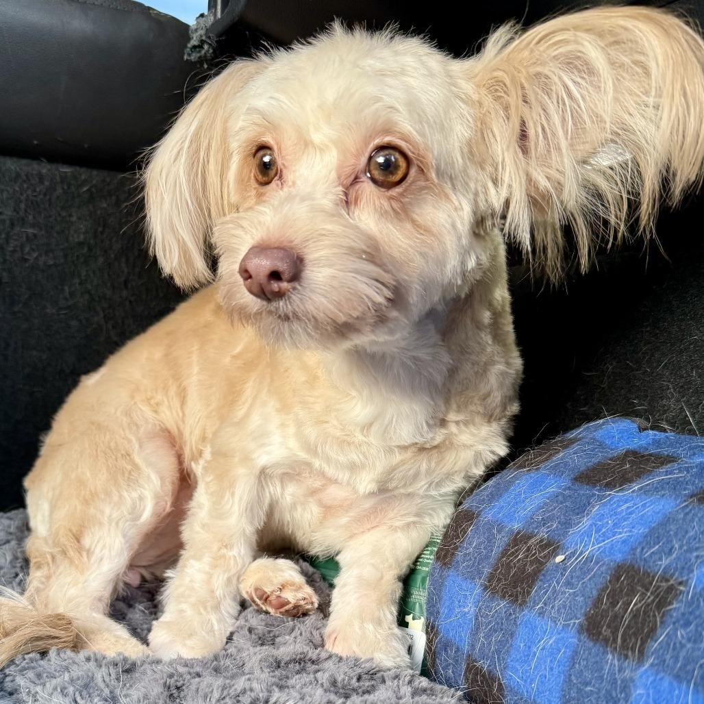 Enlarge Tiana, a Adoptable mixed breed in Sonoma, CA image 6/6