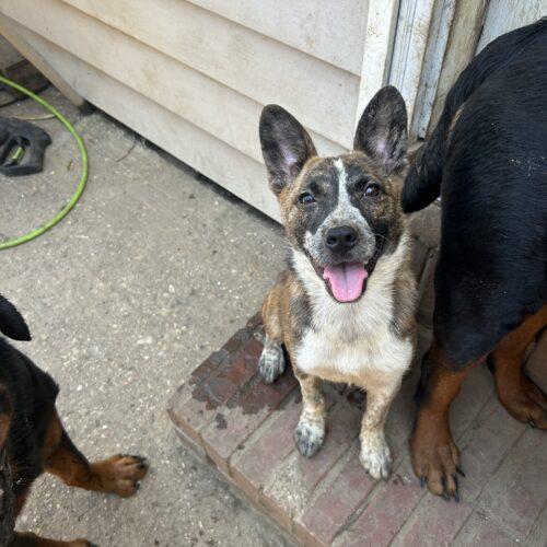 Bella, Adopted, Young Female Australian Cattle Dog / Blue Heeler & Mixed Breed.