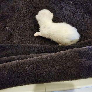 Enlarge Marshmallow Mama, a Adoptable mixed breed in St Petersburg, FL image 2/6