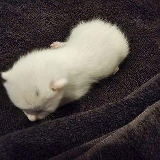 Enlarge Marshmallow Mama, a Adoptable mixed breed in St Petersburg, FL image 3/6