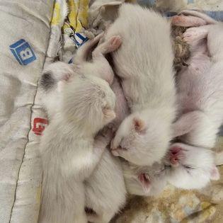 Enlarge Marshmallow Mama, a Adoptable mixed breed in St Petersburg, FL image 4/6