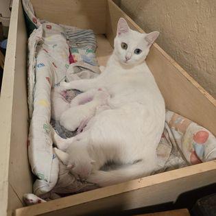 Enlarge Marshmallow Mama, a Adoptable mixed breed in St Petersburg, FL image 5/6
